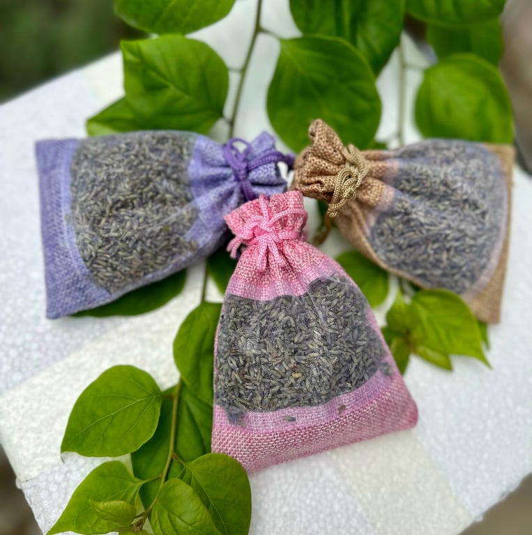 NỤ HOA LAVENDER PHÁP thơm ngào ngạt