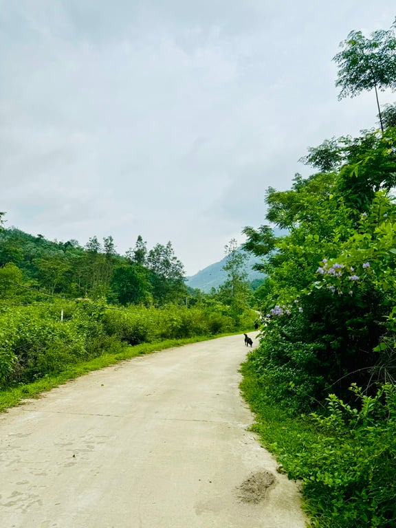 Tú Lý, Đà Bắc, Hoà Bình(1195m2)