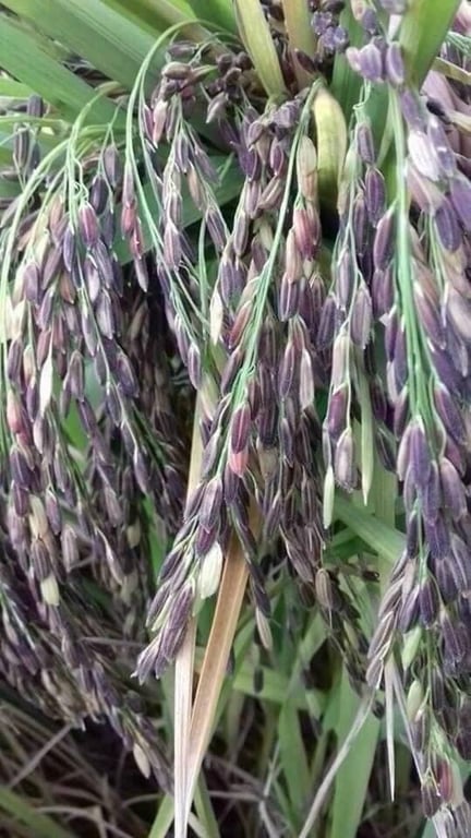 Gạo lứt than đen - gạo tươi hagagol