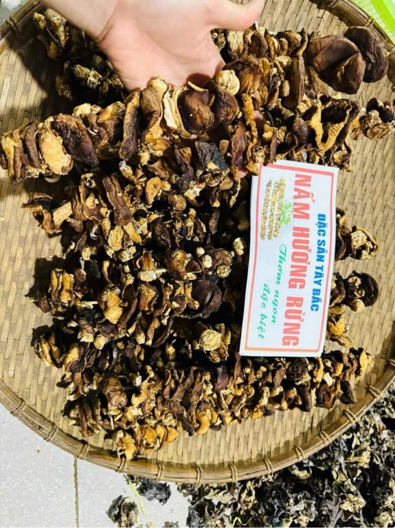 Nấm Hương Rừng Tây Bắc