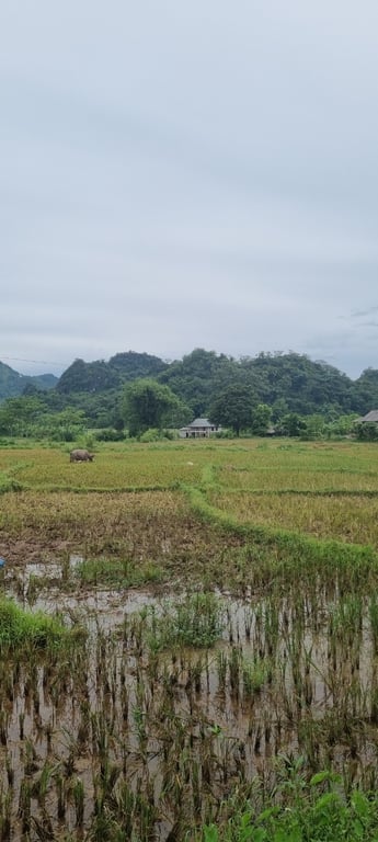 Phú Vinh, Tân Lạc, Hoà Bình 546m2