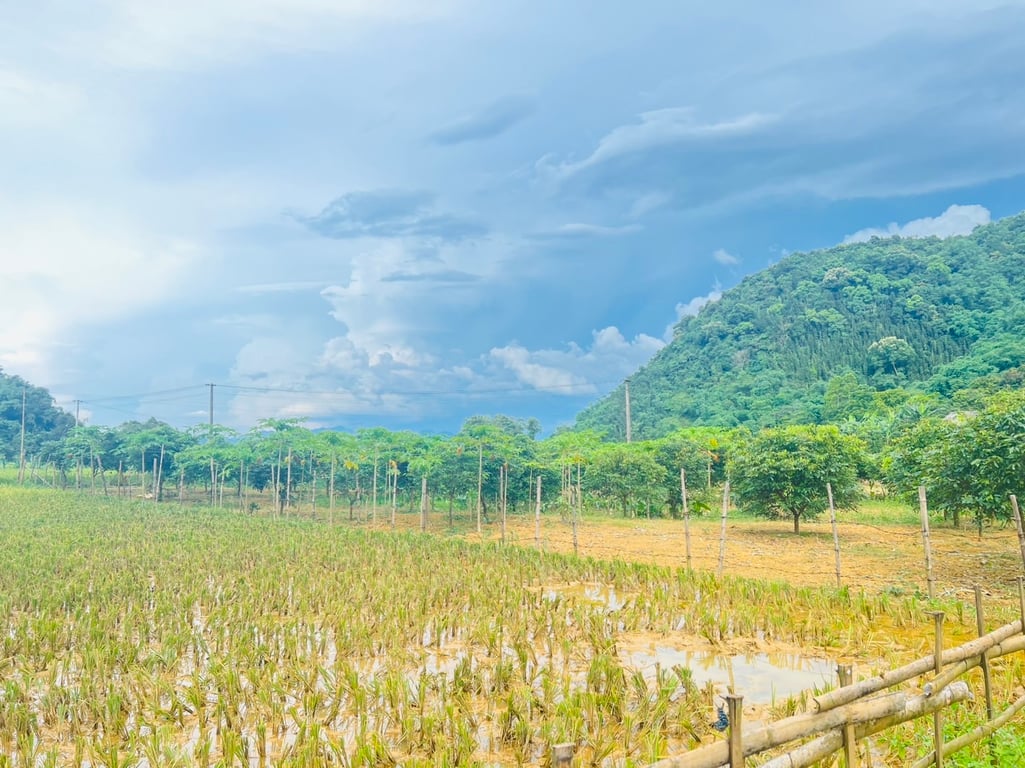 1500m2-200m2 ONT tại Phú Cường, Tân Lạc, Hoà Bình