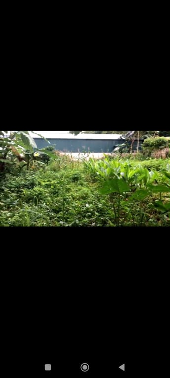 250m2 tại Chợ Lồ, xã Phong Phú, Tân Lạc, Hoà Bình