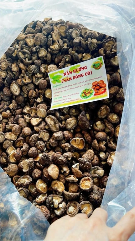 Nấm cúc Điện Biên