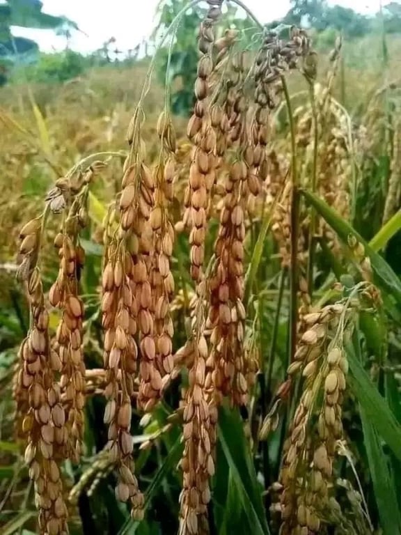 gạo nếp cái hoa vàng