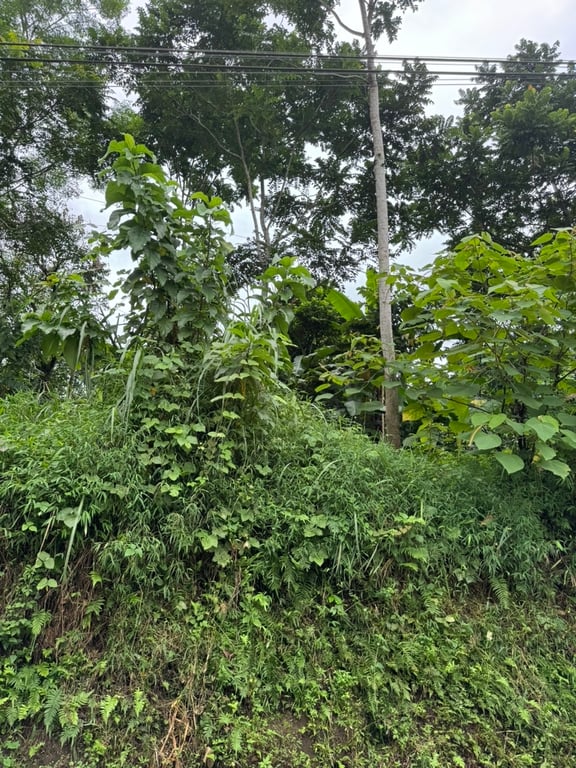 Diện tích 400m2 có 345m2 ONT  tại Gia Mô, Tân Lạc, Hòa Bình