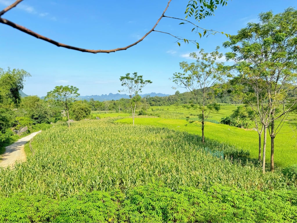 354m2 đất cây hàng năm có quy hoạch thổ cư tại Phú cường, Tân lạc, Hoà bình