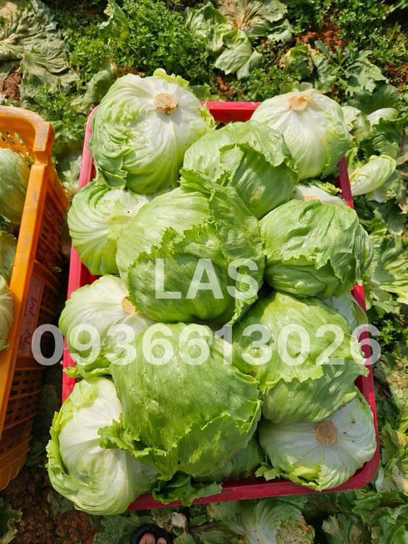 SALAD MĨ