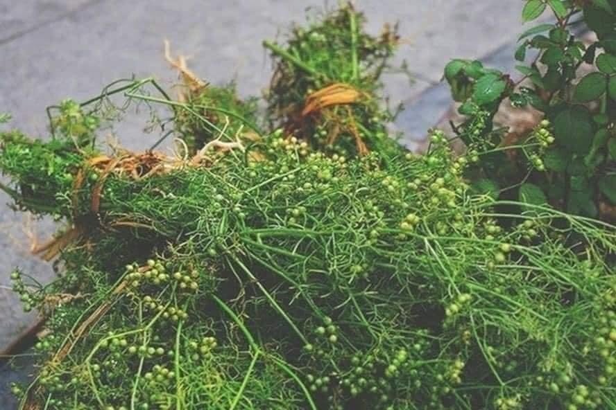 NƯỚC THƠM MÙI GIÀ lau bàn thờ