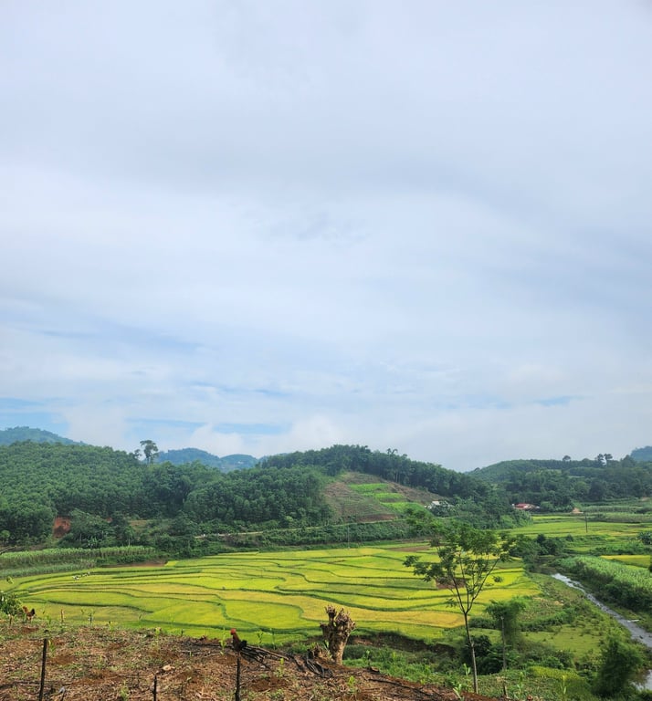 Đất đẹp bên suối tại Thạch Yên, Cao Phong, Hòa Bình (1500m2).