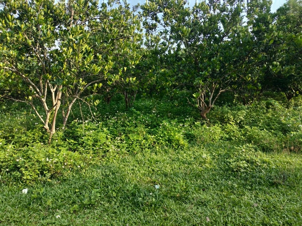 800m2-115m2 ONT tại Phú Vinh, Tân Lạc, Hoà Bình