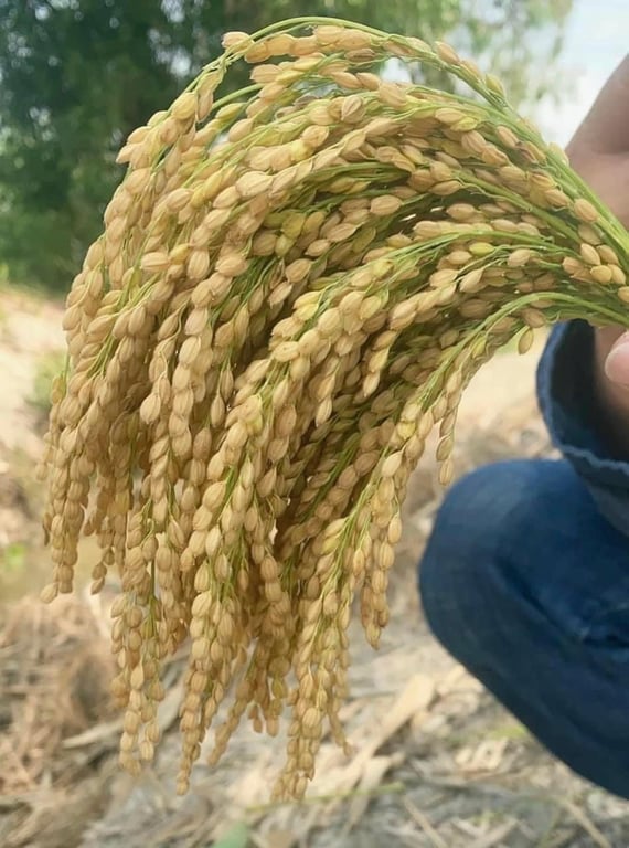 Gạo Nhật- gạo tươi hagagol túi 10kg