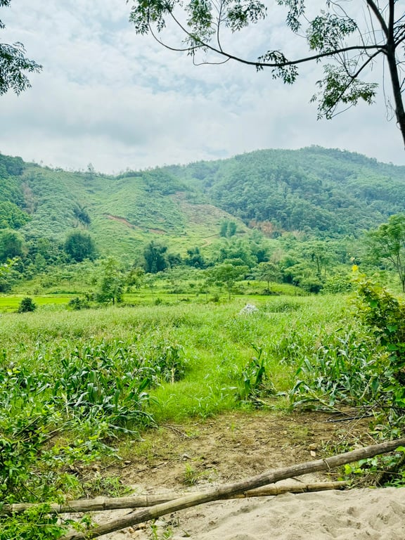 Tú Lý, Đà Bắc, Hoà Bình(1195m2)