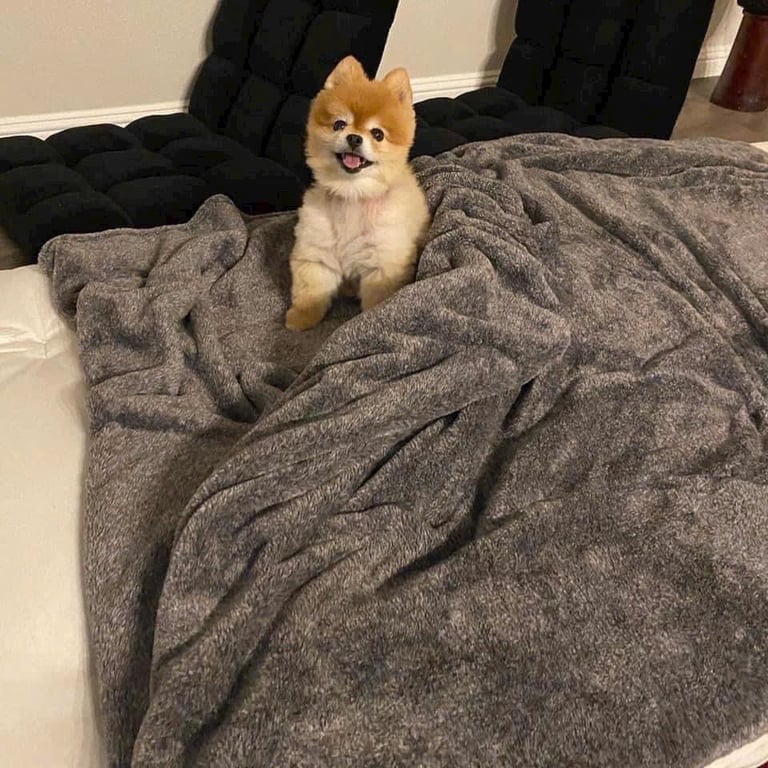 🧶 HNG11 - Chăn lông 1 lớp Ecotech mềm mịn 2,29*2,29cm