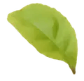 green-leaf.webp