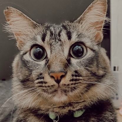 Fenrrrer (Ø,G) (ayayayay) Farcaster social identity (Fname handle) PFP