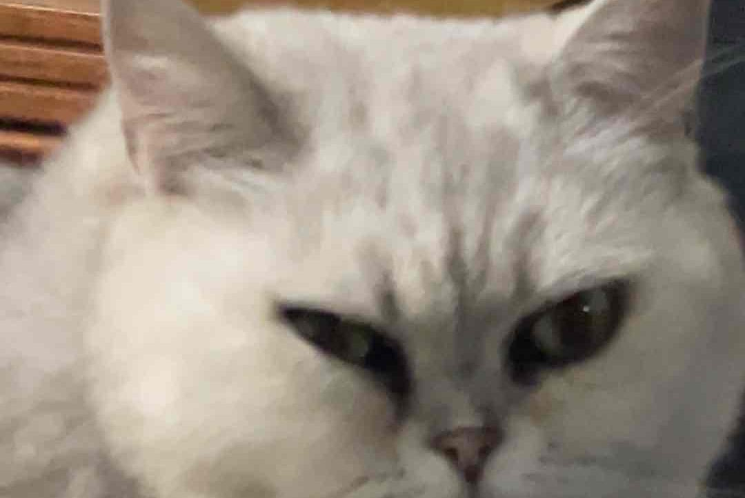 leowinnn Farcaster social identity (Fname handle) PFP