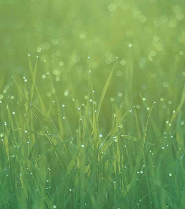 ZimHook (zimhook.eth) Ethereum Name Service (ENS and .eth domain) PFP