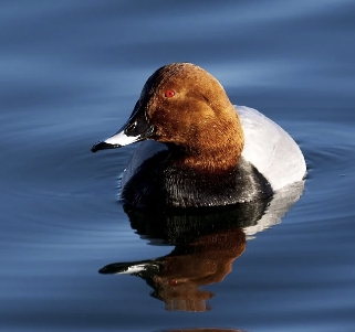 Donald pfp