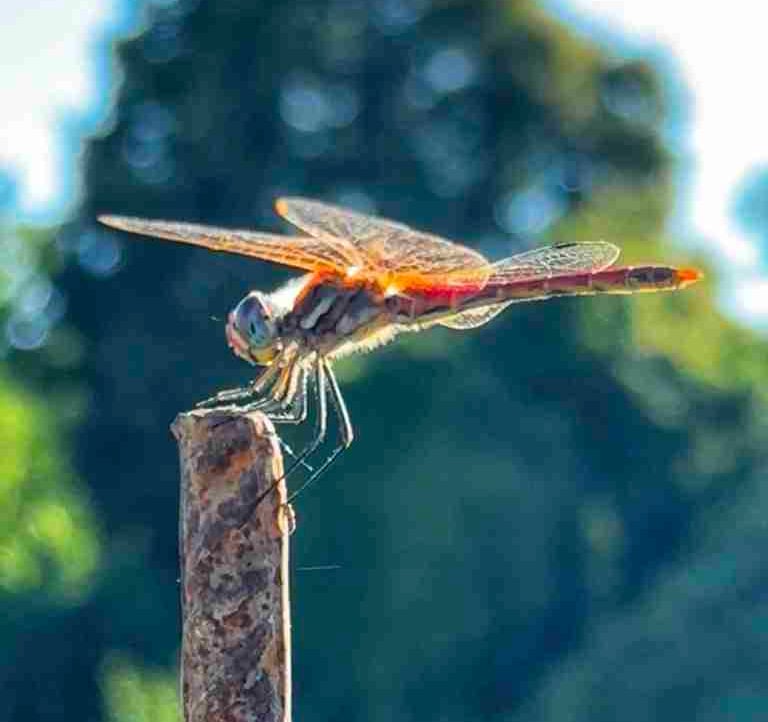 CPO 2 Pawan Vethayasas (prakalpawongsiti) Farcaster social identity (Fname handle) PFP