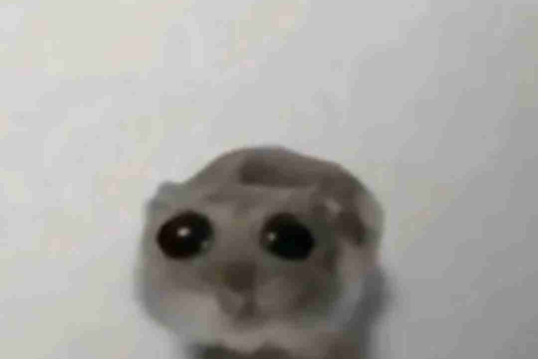 monadnft.eth pfp