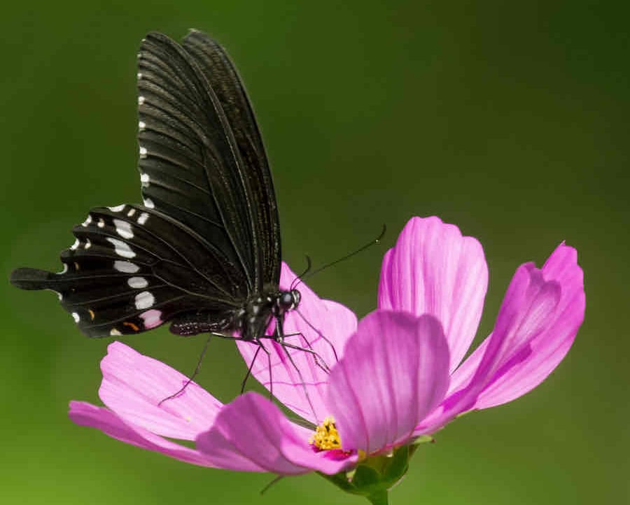 lawrencevince  (lawrencevince) Farcaster social identity (Fname handle) PFP