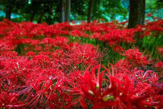 wahyuzu.lens Lens social identity (.lens handle) PFP