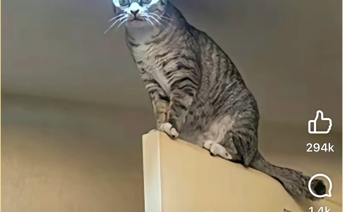 paradajz.lens Lens social identity (.lens handle) PFP