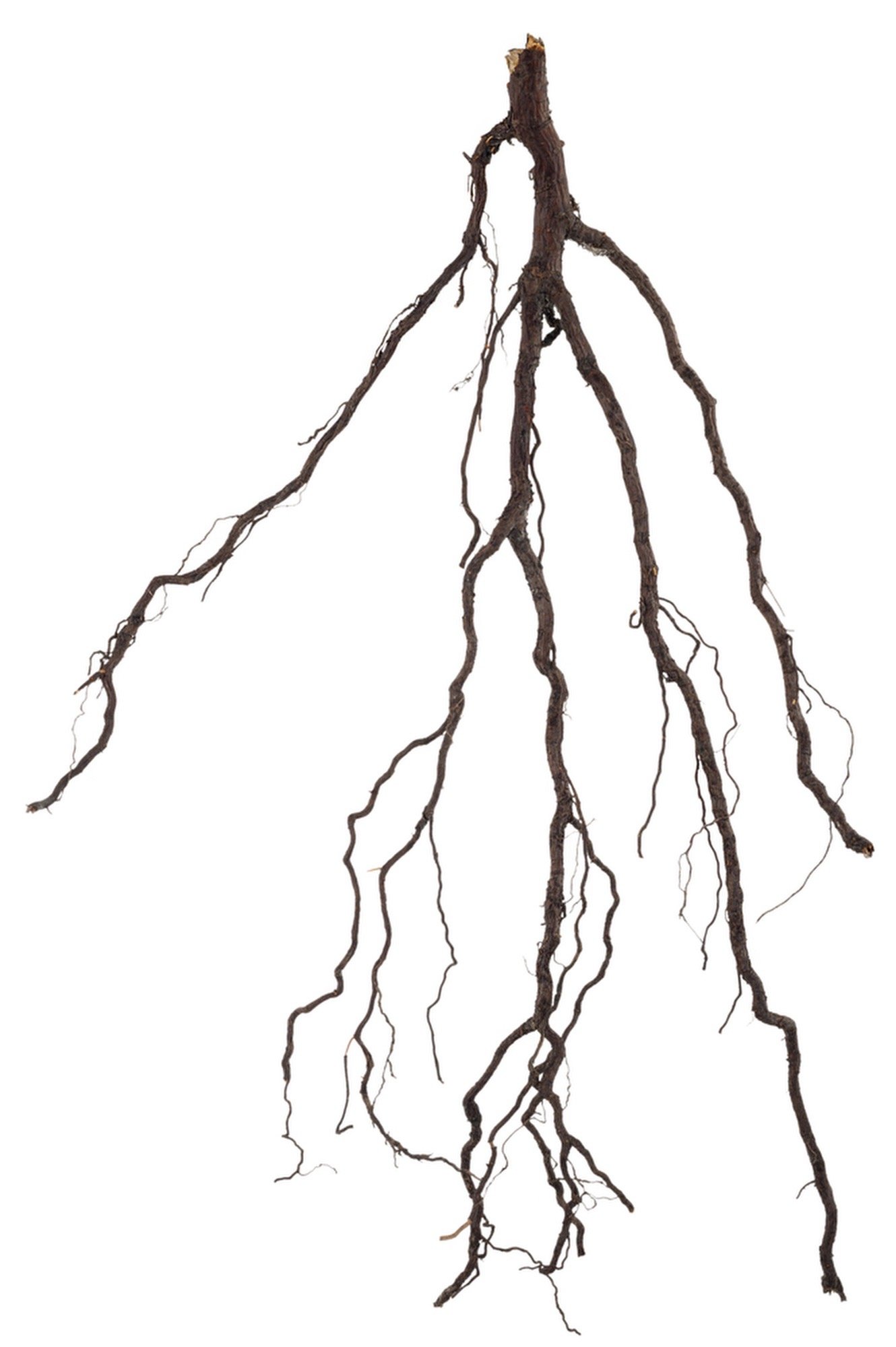 ROOT