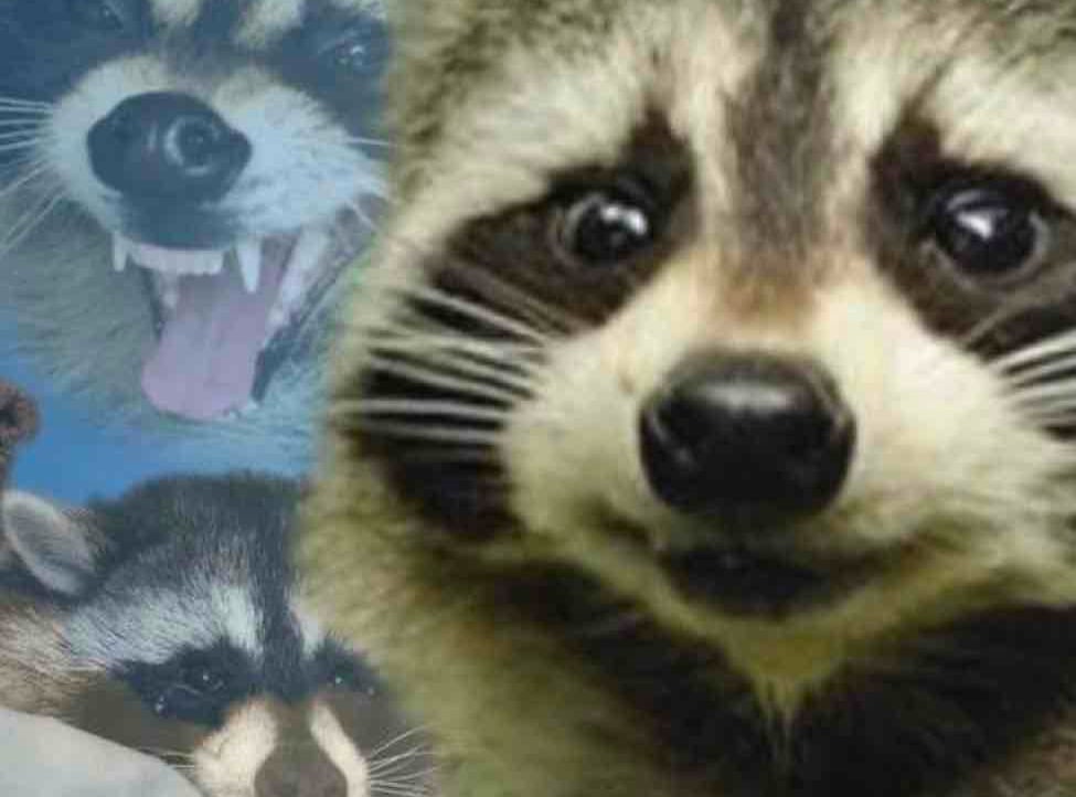 zoo pfp