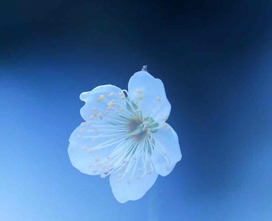 geneadam  (geneadam) Farcaster social identity (Fname handle) PFP