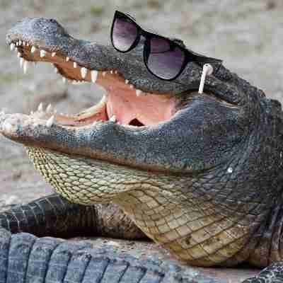 Gators Daily π pfp