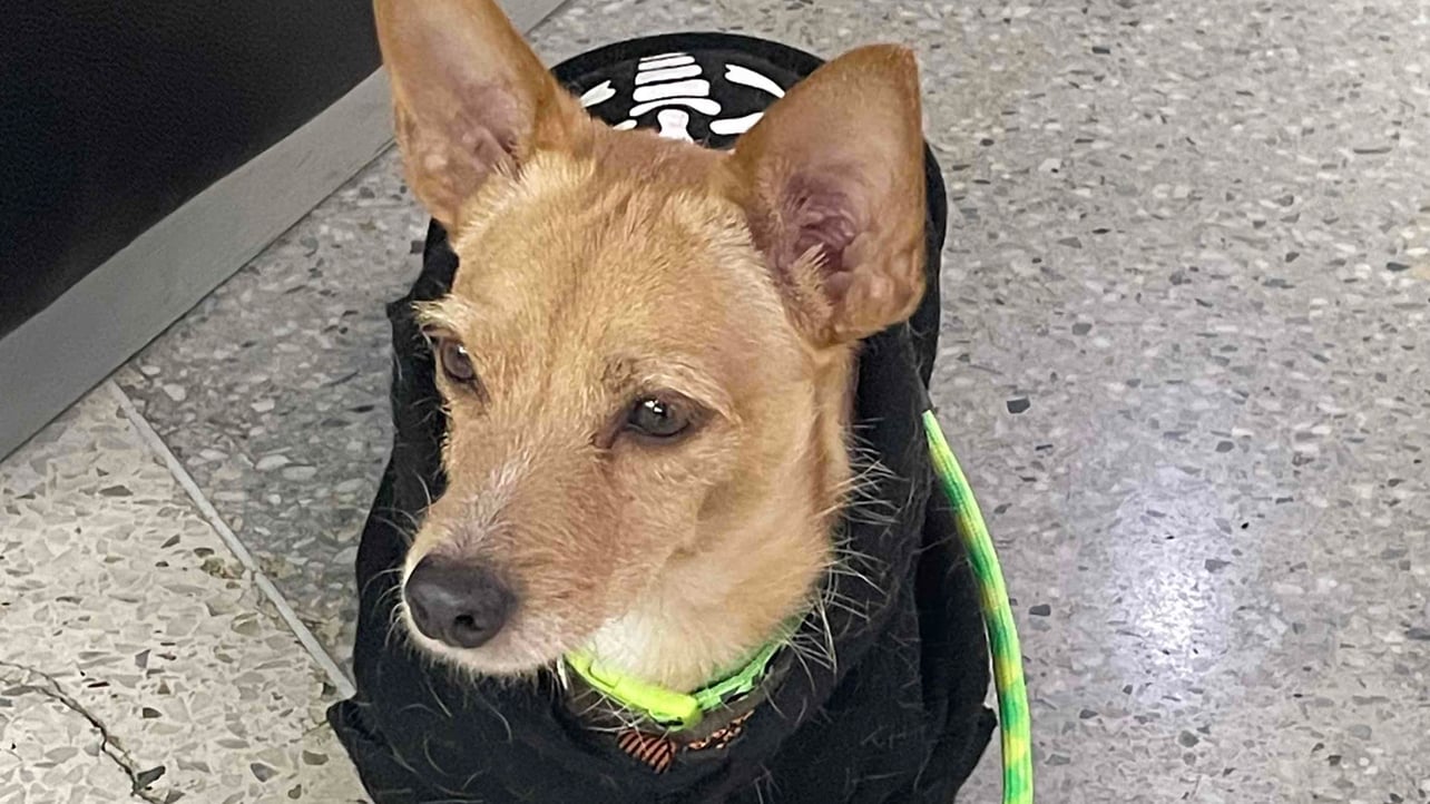 grelied Farcaster social identity (Fname handle) PFP