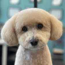 Doogie pfp