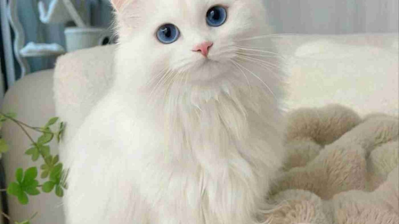 naziiii.eth Ethereum Name Service (ENS and .eth domain) PFP