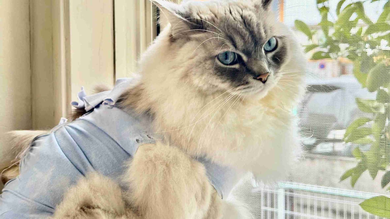 omochi123.lens Lens social identity (.lens handle) PFP