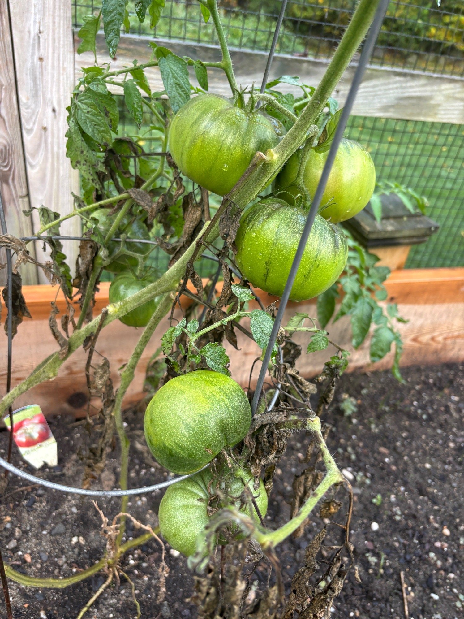 Embed from @adrienne