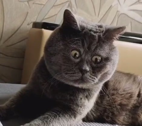 Vladimir "base.eth" (fandinamokyev) Farcaster social identity (Fname handle) PFP