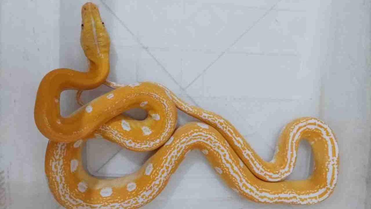 Hestia (hestia) Farcaster social identity (Fname handle) PFP