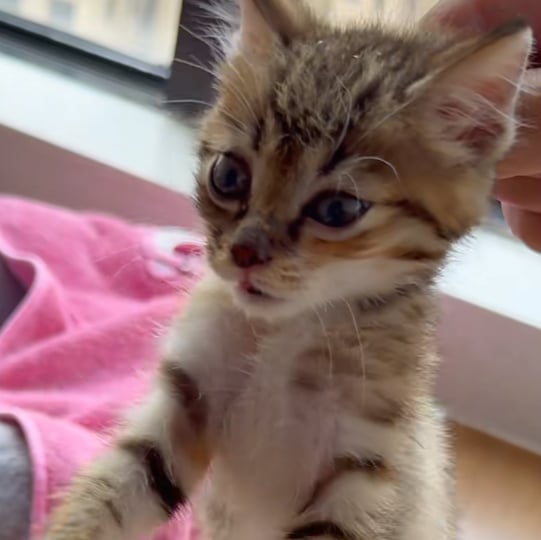 lylyy Farcaster social identity (Fname handle) PFP