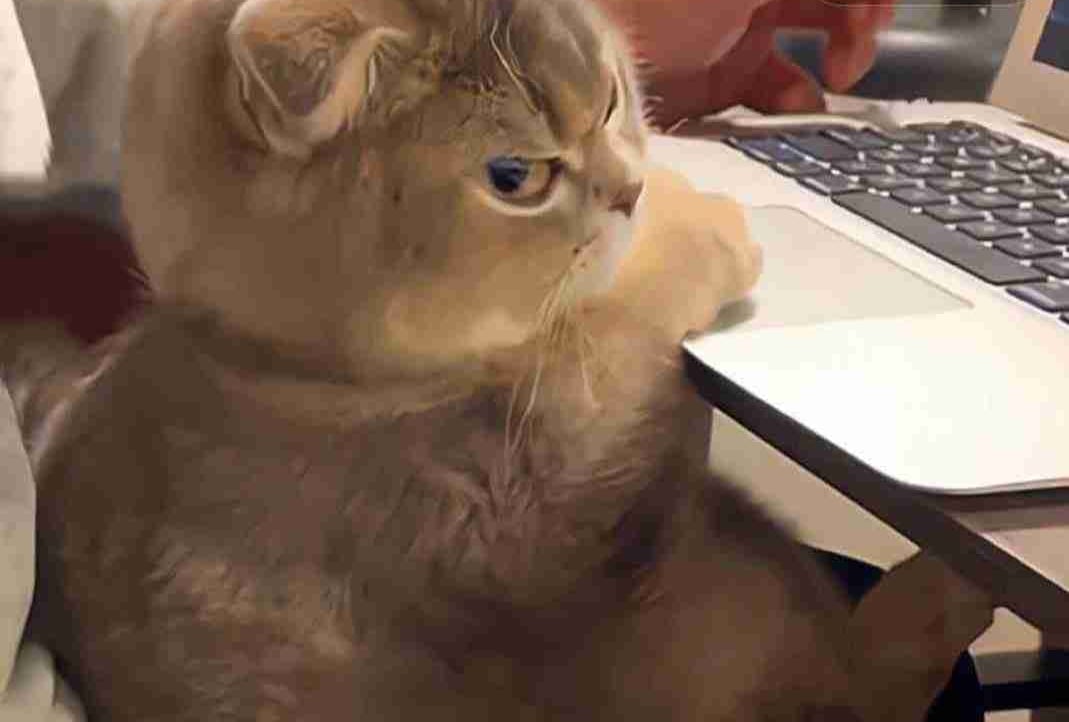 av111.lens Lens social identity (.lens handle) PFP