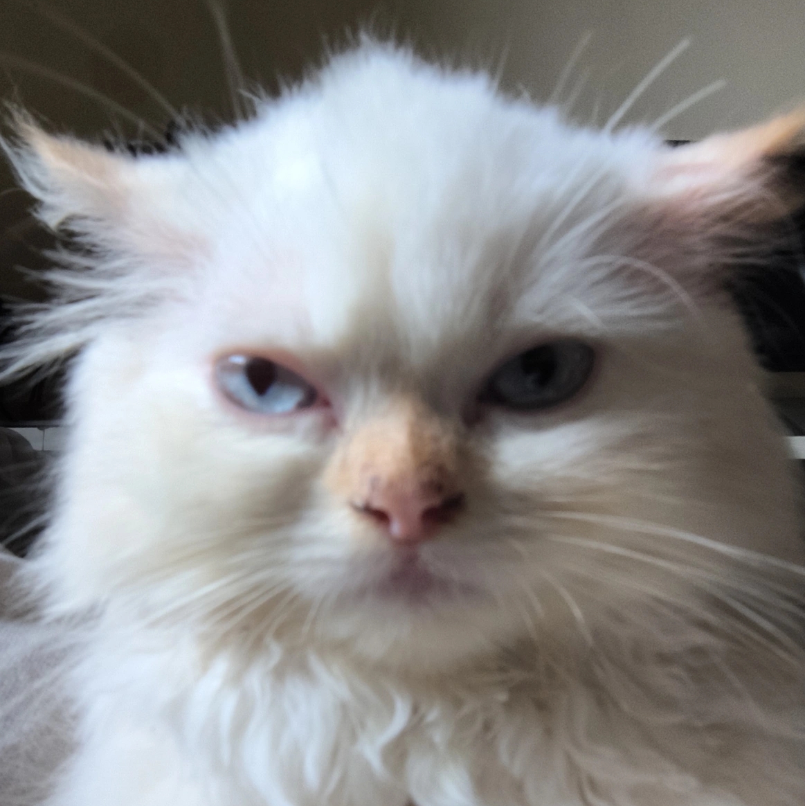 Ataullah (ataullah.lens) Lens social identity (.lens handle) PFP