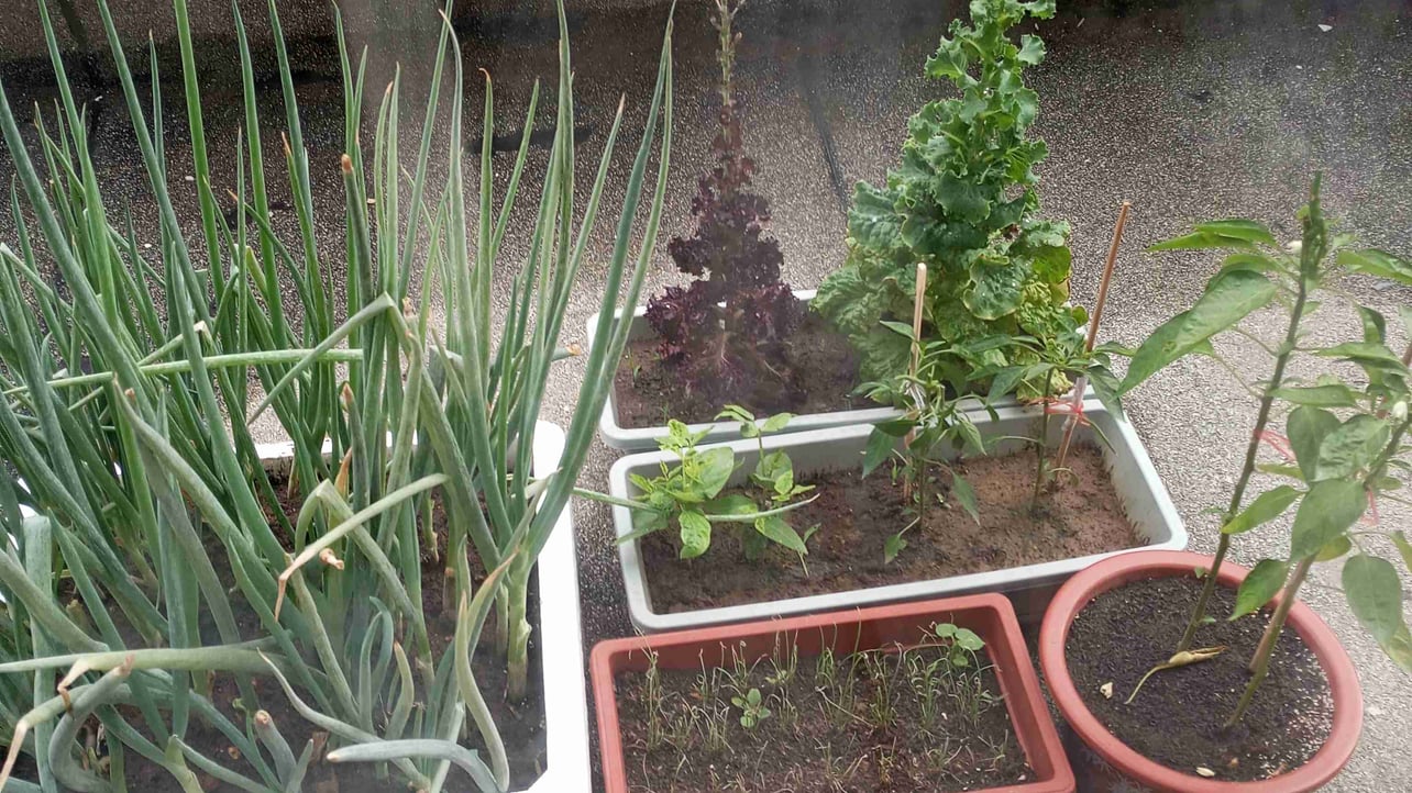 takong (chouma.lens) Lens social identity (.lens handle) PFP