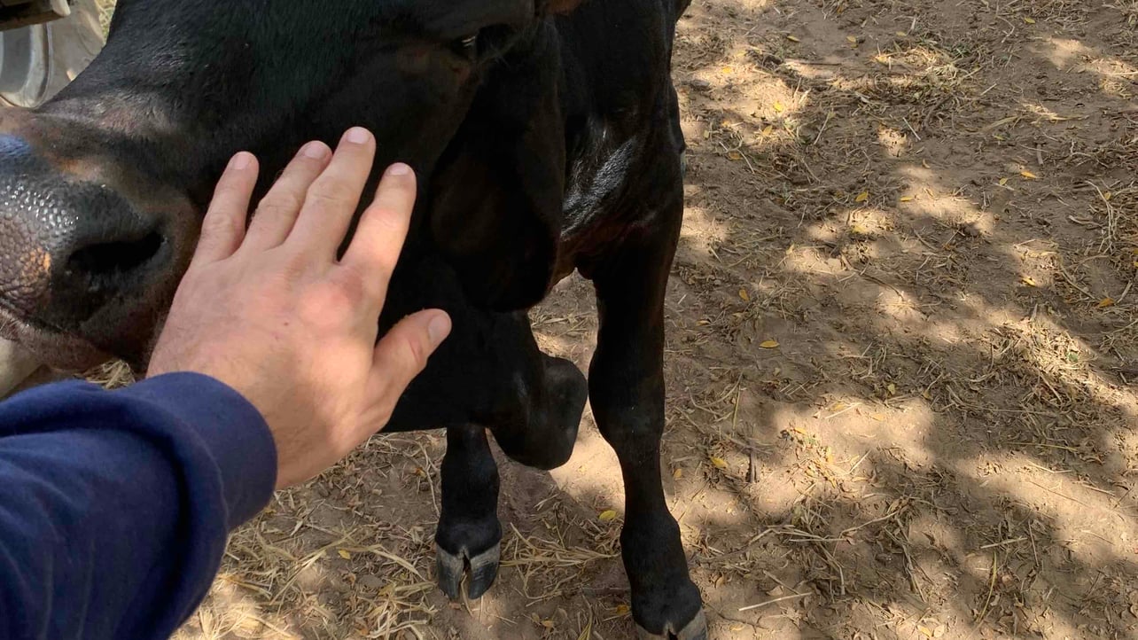 Leonardo Becker (spgmito.lens) Lens social identity (.lens handle) PFP