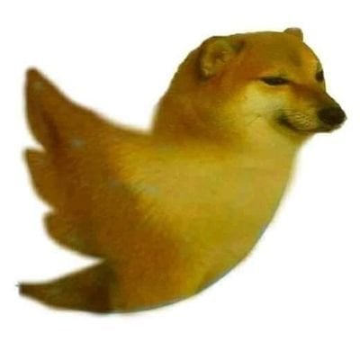 Raian N pfp