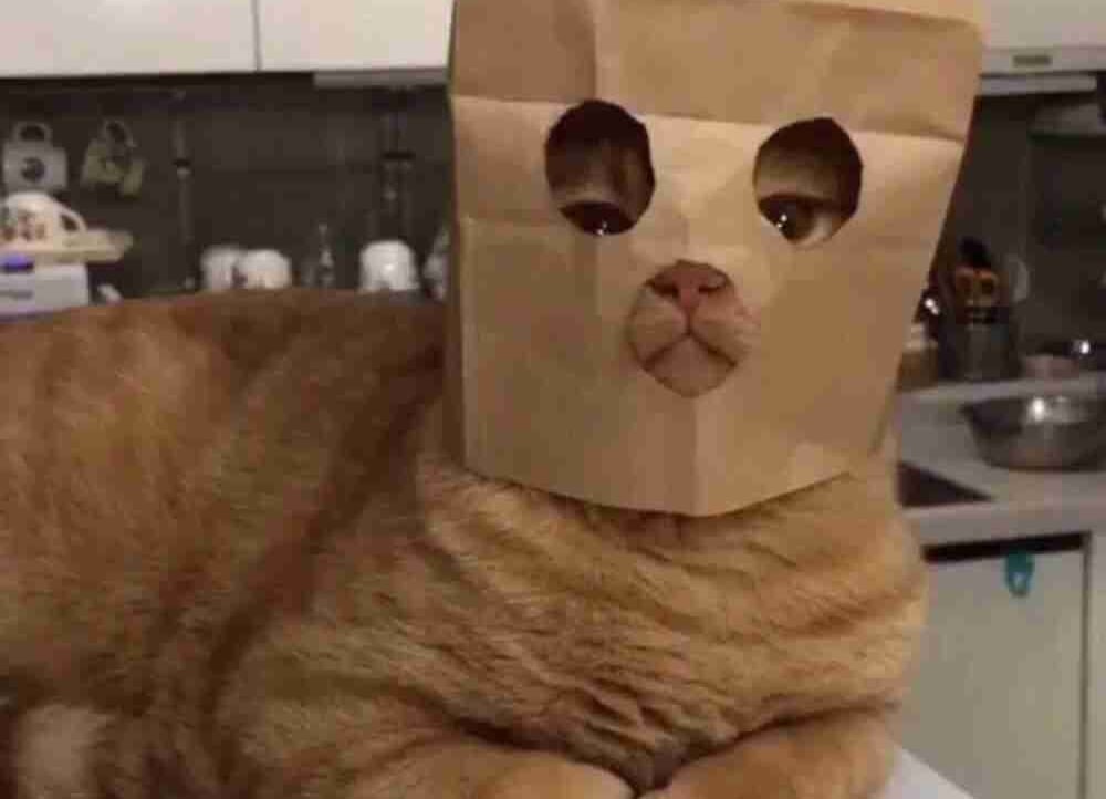 Vanessa Carey (vanessacarey) Farcaster social identity (Fname handle) PFP