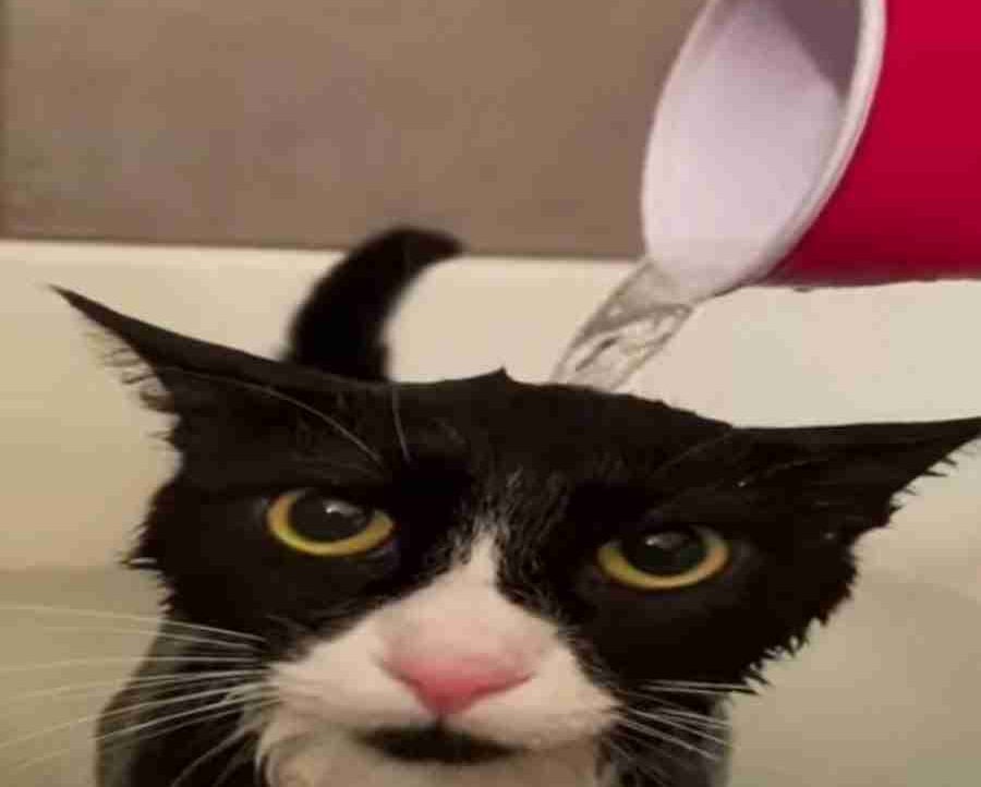 arcticshadow77.lens Lens social identity (.lens handle) PFP