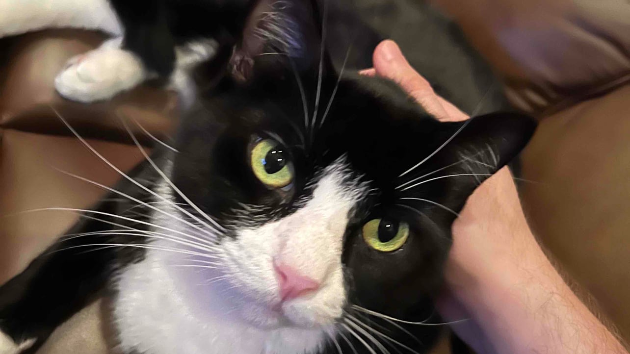 zorc1.eth Ethereum Name Service (ENS and .eth domain) PFP