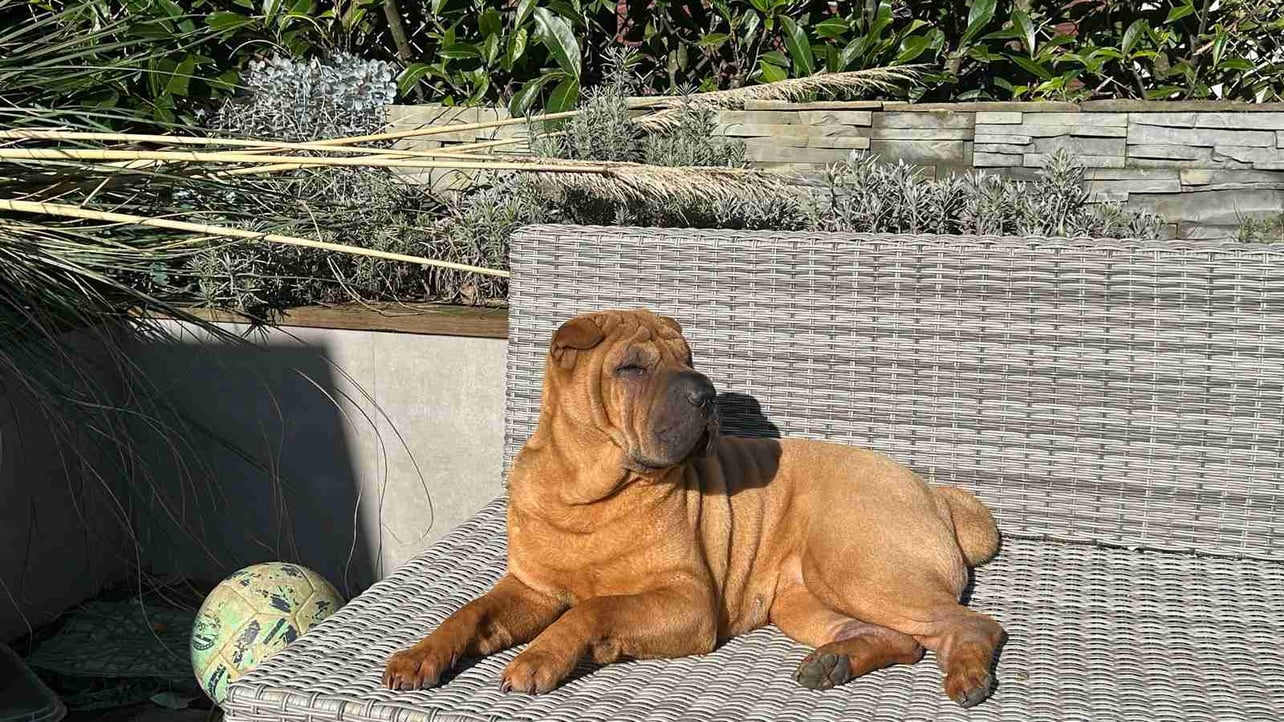 Kikkerleger (kikkerleger.lens) Lens social identity (.lens handle) PFP