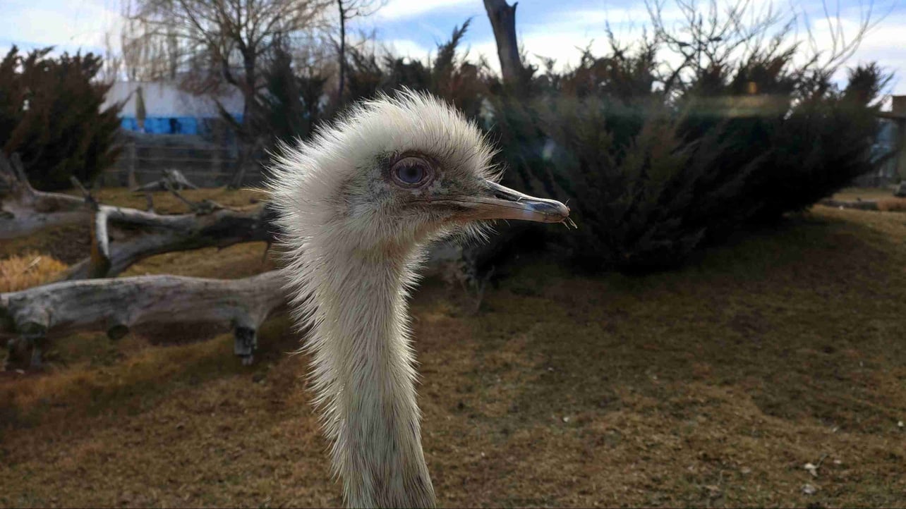 firefly-account-banner